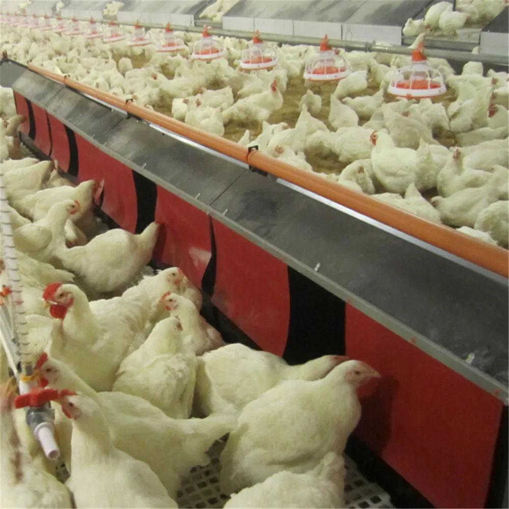 Automatic Egg Collecting Nest for Layers From Factory