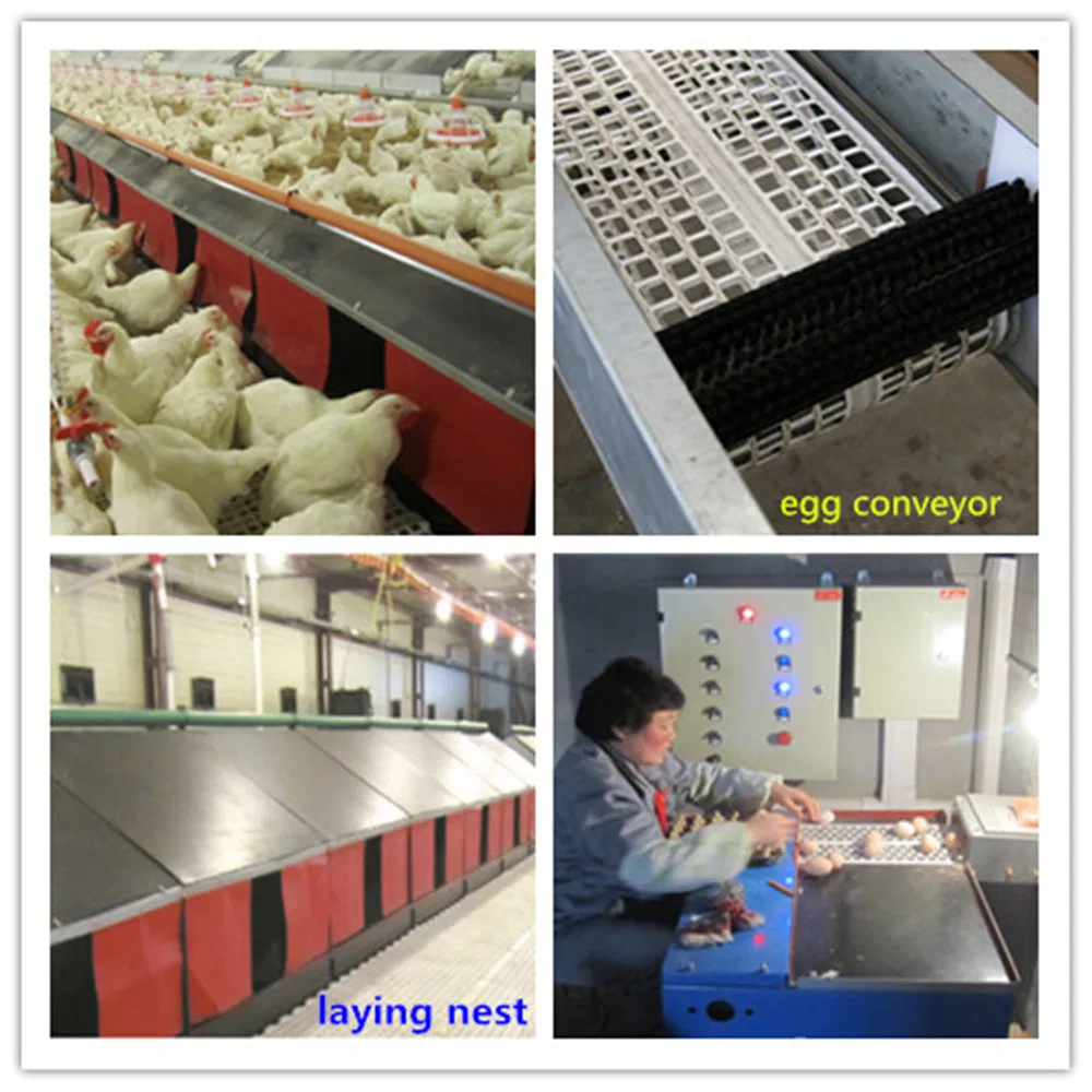 Automatic Egg Collecting Nest for Layers From Factory