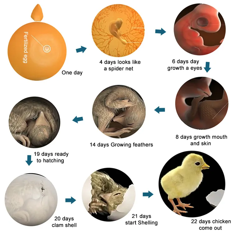 Automatic Fully Incubators Hatching Eggs Poultry 5280 Eggs Incubator Machine