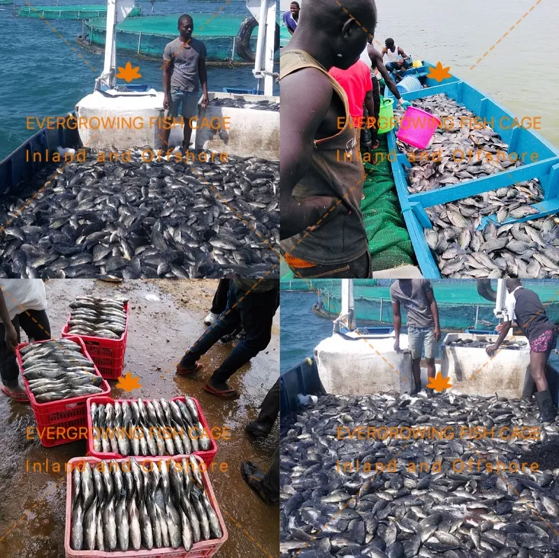 HDPE Fish Cage for Aquaculture Farming Square Net Cages 6mx6m / 5mx5m / 4mx4m