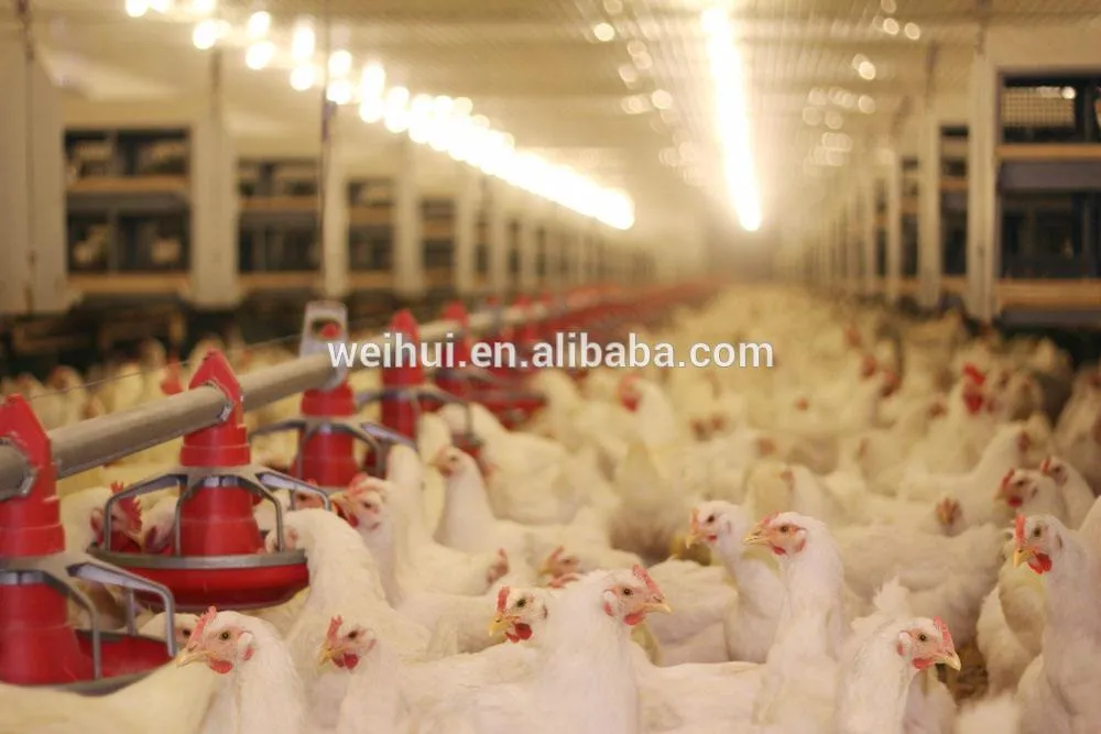 High Quality Coreless Pan Auger for Feed Line Poultry