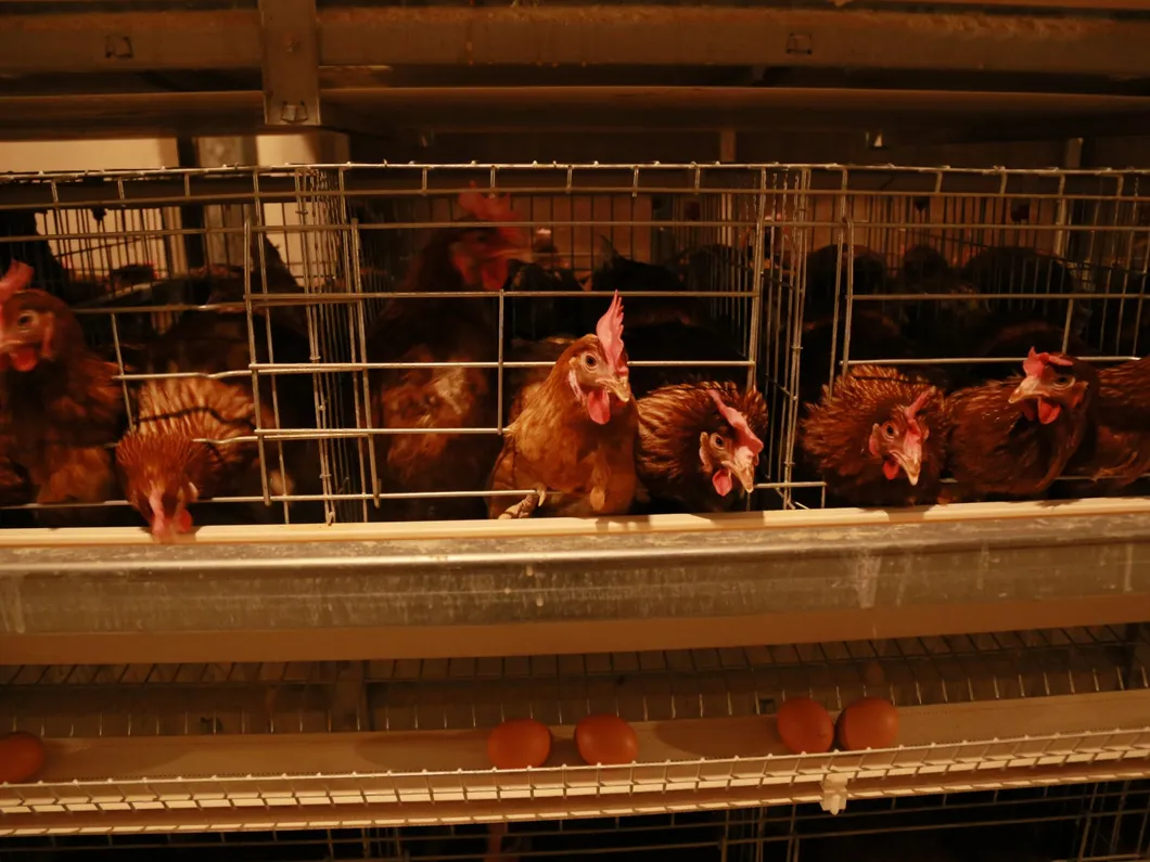 Layers Good Price Cage New Degsin for Poultry Farm Machine Hot Galvanized Wiremeshes