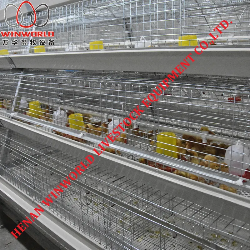 Saudi Arabia 3 Tiers A Type Battery Chicken Cage & Pullet Cage with 162 Birds Used in Chicken Shed