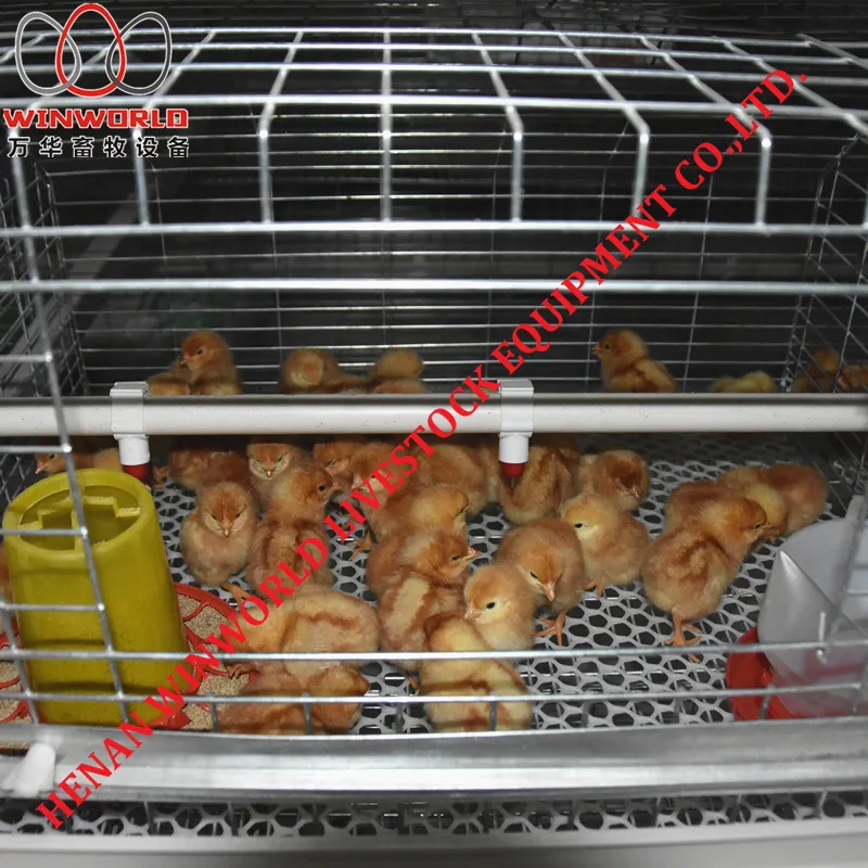 Saudi Arabia 3 Tiers A Type Battery Chicken Cage & Pullet Cage with 162 Birds Used in Chicken Shed
