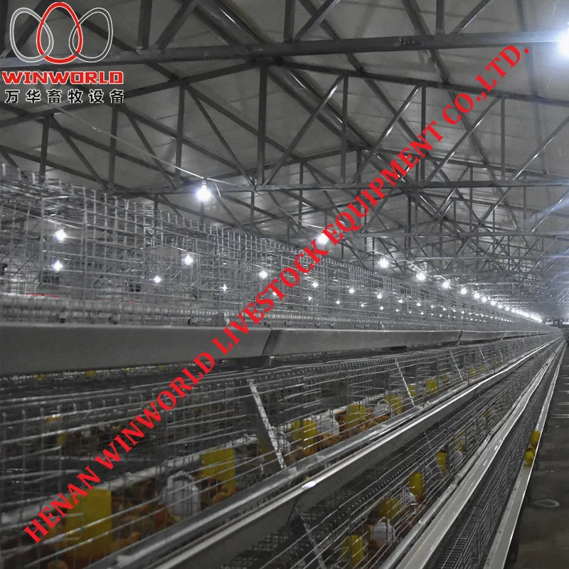 Thailand Poultry Farm A Type Battery Small Layer Cage with 162 Birds & Chicken Cage with Hot Galvanized for Sale