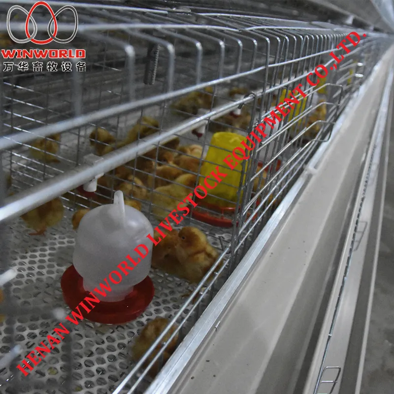 Thailand Poultry Farm A Type Battery Small Layer Cage with 162 Birds & Chicken Cage with Hot Galvanized for Sale