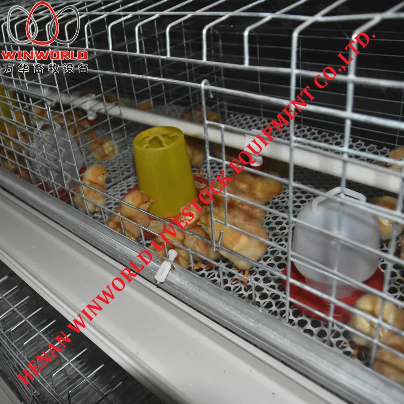 Thailand Poultry Farm A Type Battery Small Layer Cage with 162 Birds & Chicken Cage with Hot Galvanized for Sale
